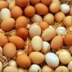 Recolección abundante de huevos de granja.