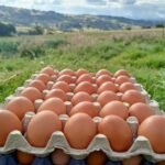 Huevos frescos recién recolectados en el campo.