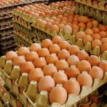 Producción y almacenamiento de huevos listos para distribución.